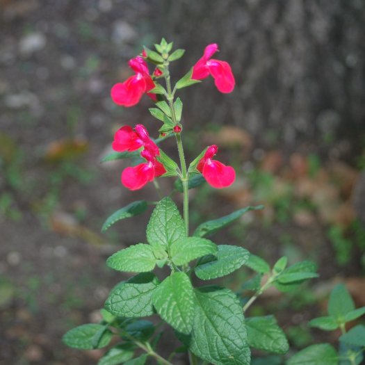 Salvia microphylla